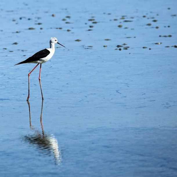 Découvrir les oiseaux du Bassin